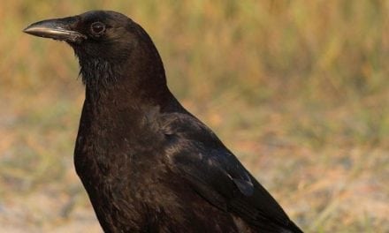 How to Get Started Hunting Crows: 5 Useful Tips