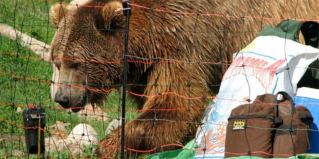 How to Install an Electric Bear Fence (It’s Shockingly Easy!)