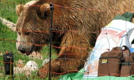 How to Install an Electric Bear Fence (It’s Shockingly Easy!)