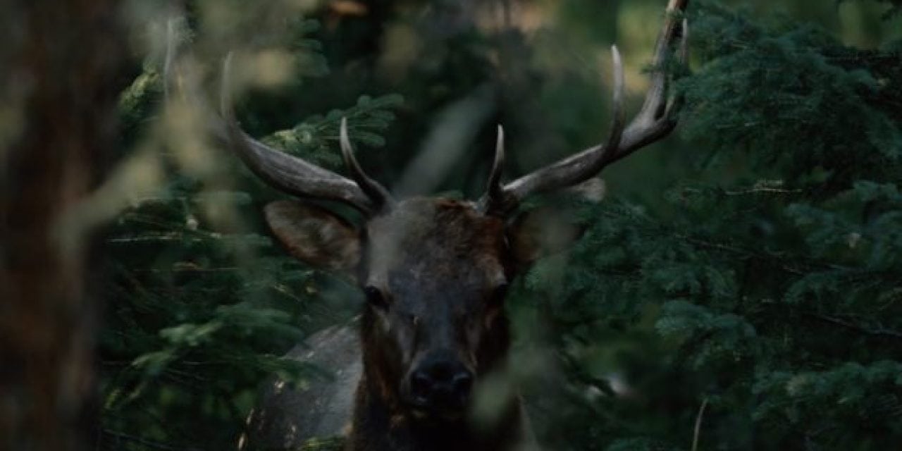 If You Love Elk Hunting, You Need to See Corey Jacobsen’s New Video: The Linguists