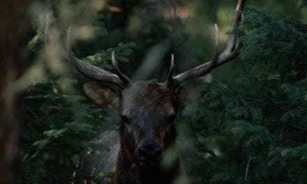 If You Love Elk Hunting, You Need to See Corey Jacobsen’s New Video: The Linguists