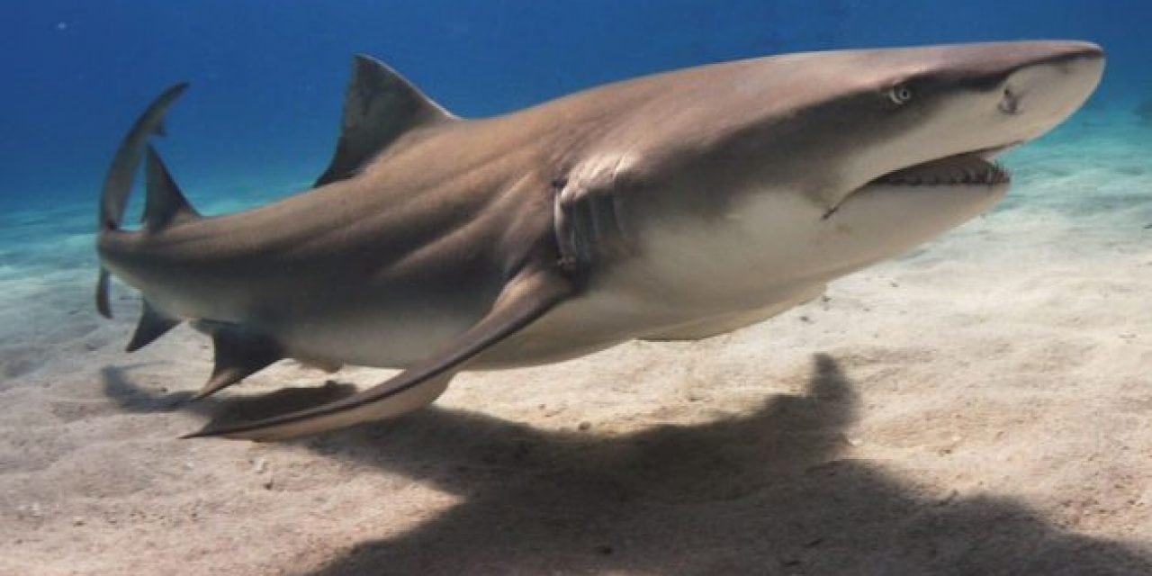 Illegal Shark Fishing Rampant in Florida
