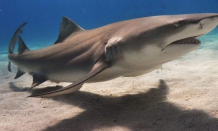Illegal Shark Fishing Rampant in Florida