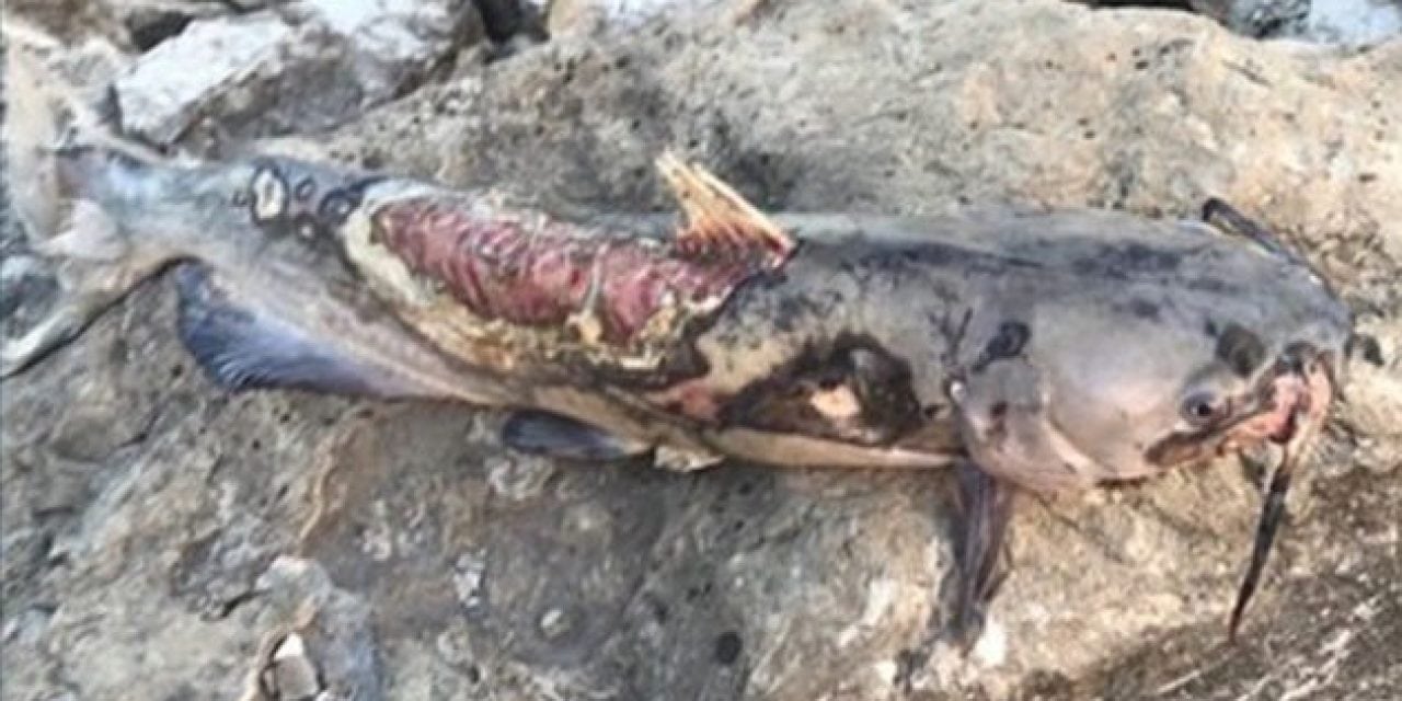 Iowa DNR Claims Columnaris Affecting Mississippi River Fish
