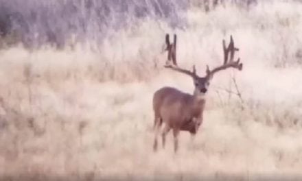 Is This Unbelievable Mule Deer Buck the Biggest You’ve Ever Seen?