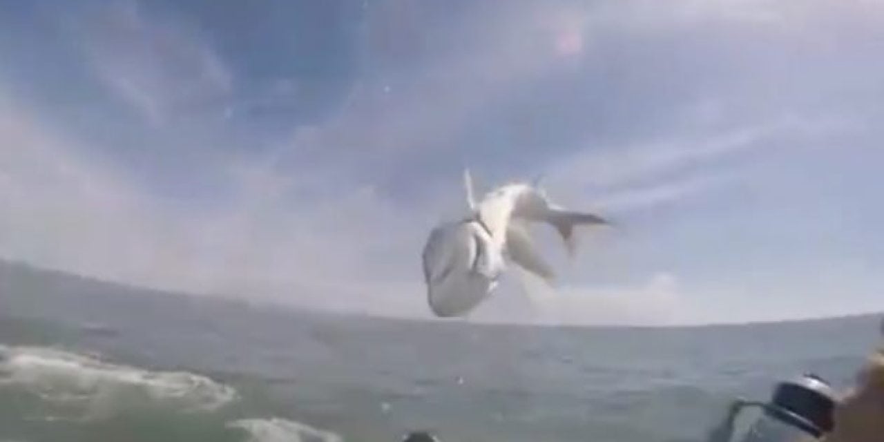 Jumping Tarpon Gets Insanely Close to Knocking Out Kayak Fisherman