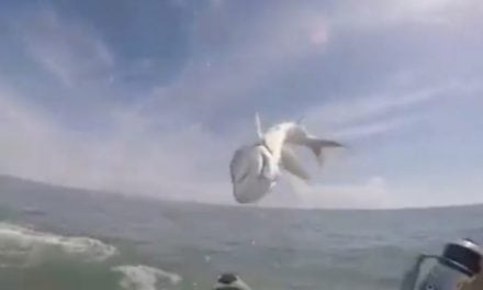 Jumping Tarpon Gets Insanely Close to Knocking Out Kayak Fisherman