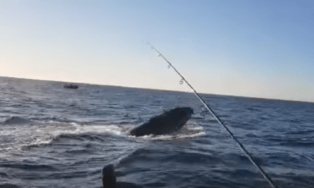 Kid and Dad Hook a Humpback Whale in the Video of a Lifetime