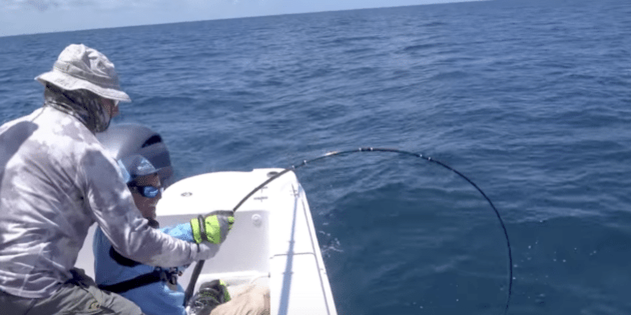 Let’s See if You Can Actually Catch a Goliath Grouper on the Fly