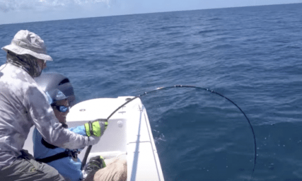 Let’s See if You Can Actually Catch a Goliath Grouper on the Fly