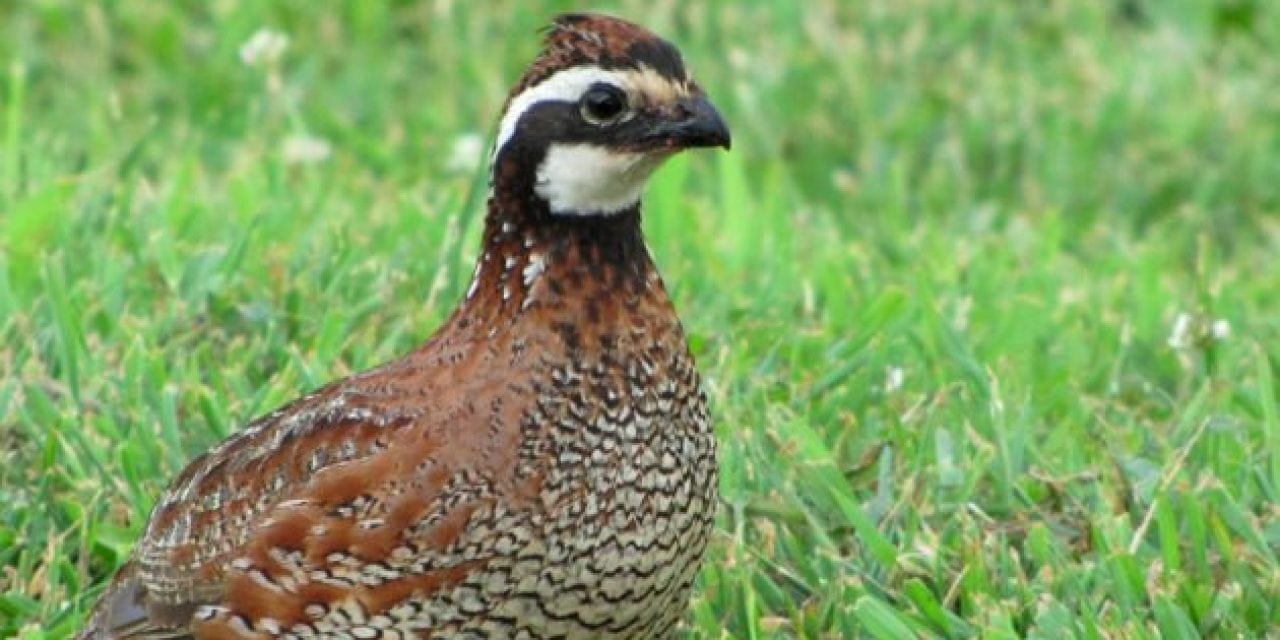 Long Island NY Unleashes Quail Army to Fight Ticks