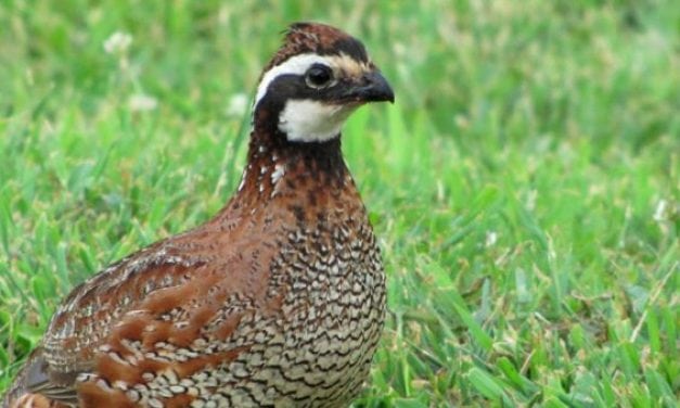 Long Island NY Unleashes Quail Army to Fight Ticks