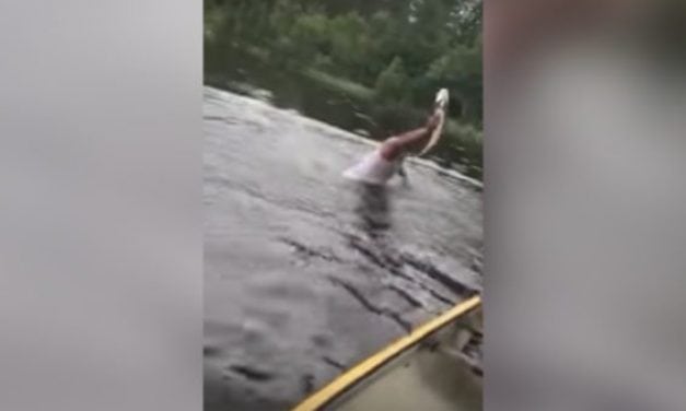 Man Catches Fish Bare Handed, and it’s All on Video