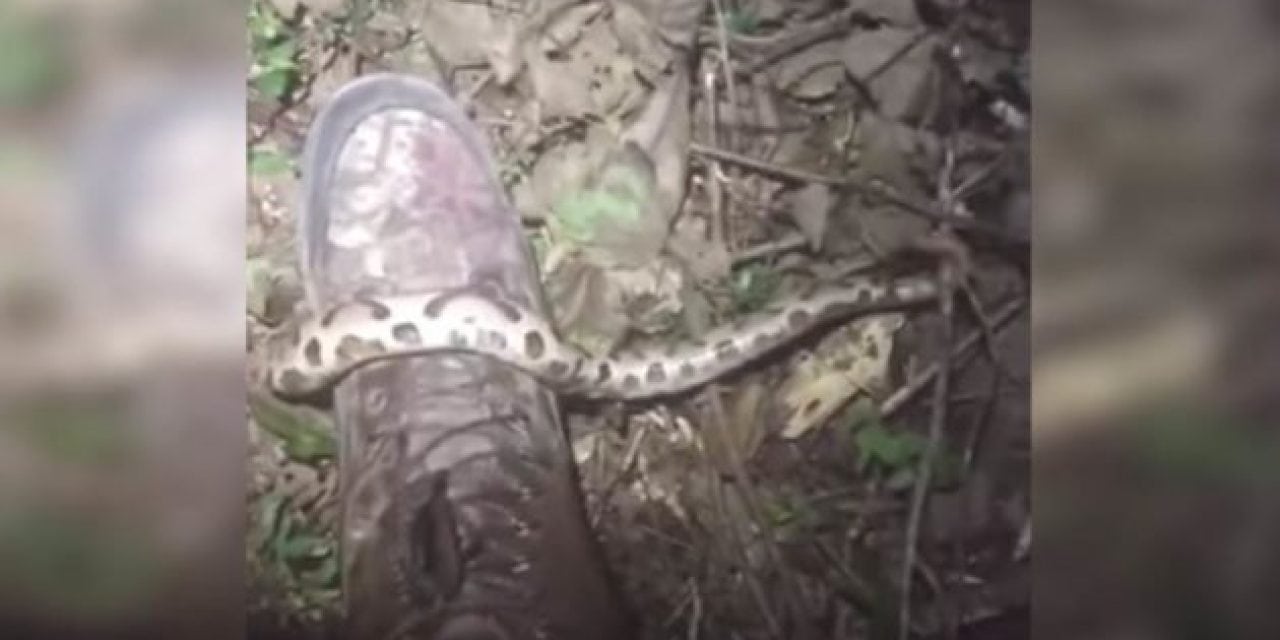 Man Surprised By Copperhead Outside of Hunting Blind