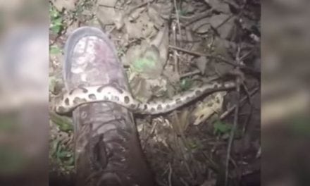 Man Surprised By Copperhead Outside of Hunting Blind