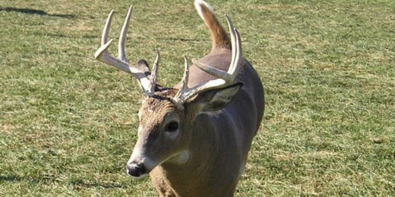 Michigan Introduces More Carcass Importation Rules in Fight Against CWD