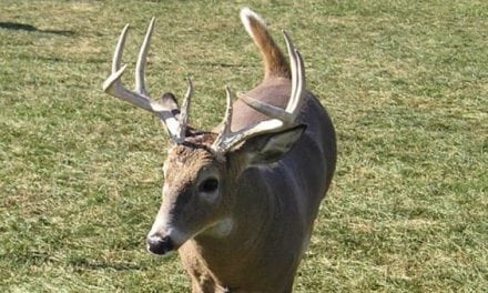 Michigan Introduces More Carcass Importation Rules in Fight Against CWD