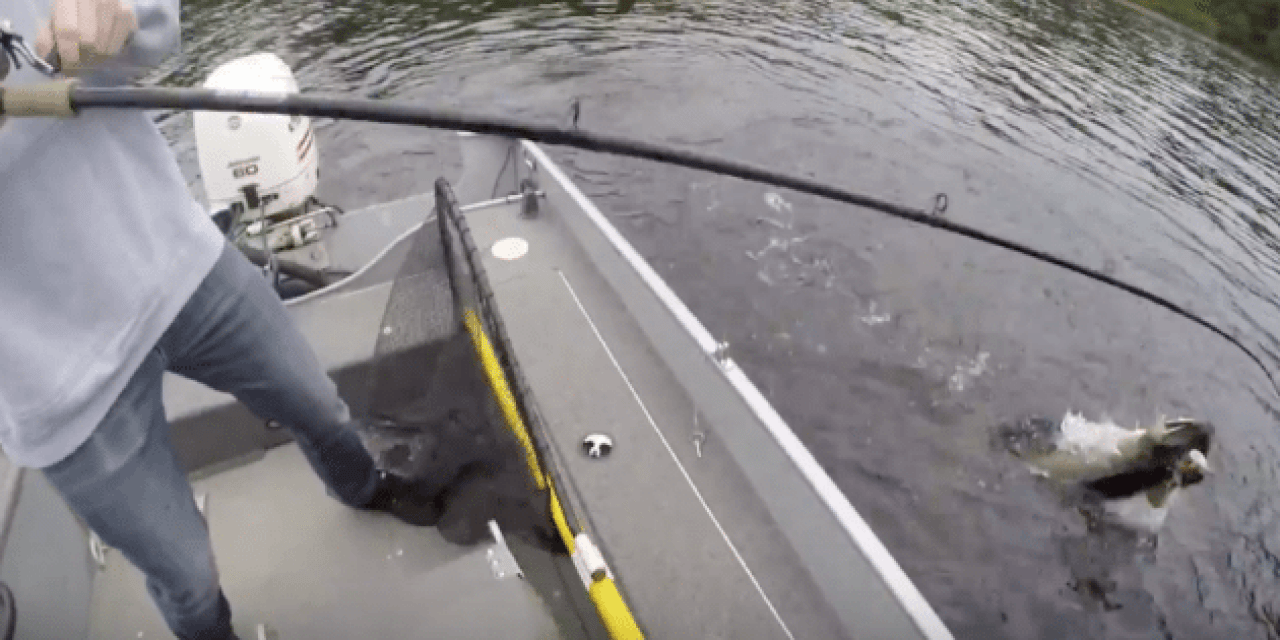 Muskie Boatside Strike is so Aggressive it Breaks the Rod