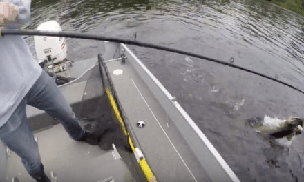 Muskie Boatside Strike is so Aggressive it Breaks the Rod