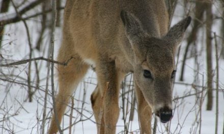 New York DEC Announces New Plan to Control CWD, Including a Ban on Deer Urine