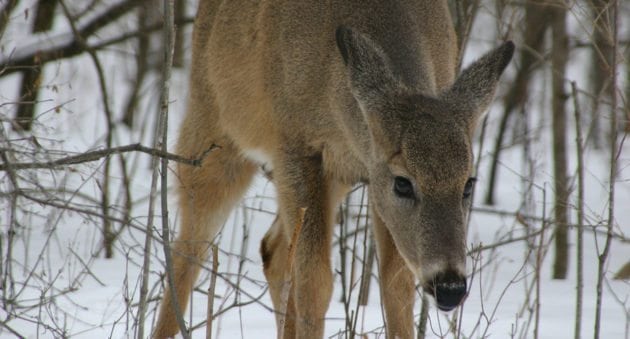 New York DEC Announces New Plan to Control CWD, Including a Ban on Deer Urine