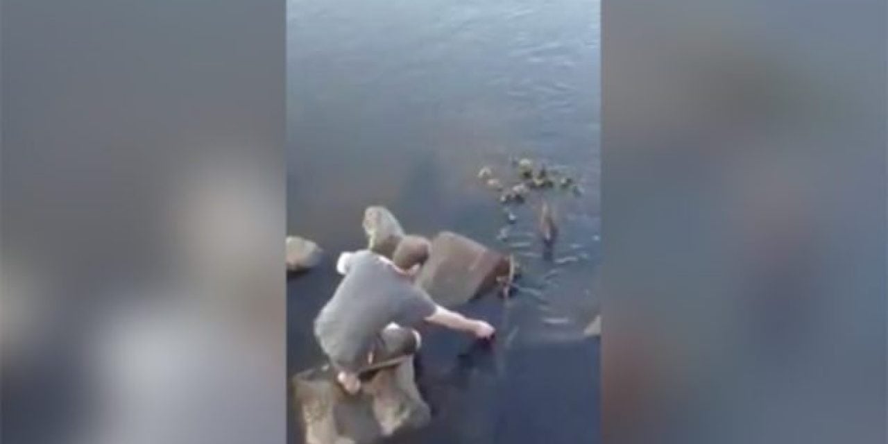 Nice Guy Saves Duckling, but Mama Duck Tries to Clobber Him