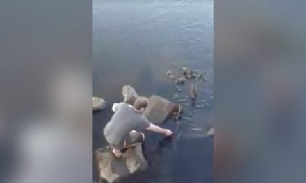 Nice Guy Saves Duckling, but Mama Duck Tries to Clobber Him