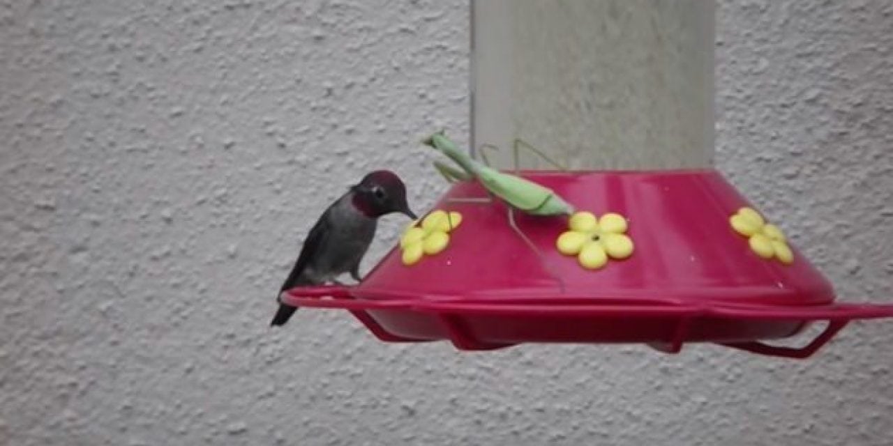 Nightmare Fuel: 7 Times a Praying Mantis Nailed a Hummingbird off a Feeder