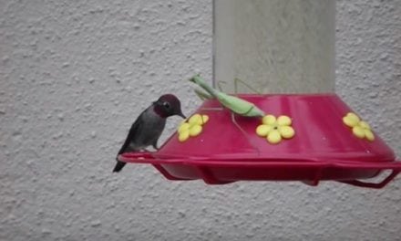 Nightmare Fuel: 7 Times a Praying Mantis Nailed a Hummingbird off a Feeder