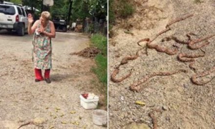 Oklahoma Granny Kills 11 Copperheads, Then Goes Back for More