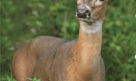 Old Does May Be the Smartest Deer in the Woods