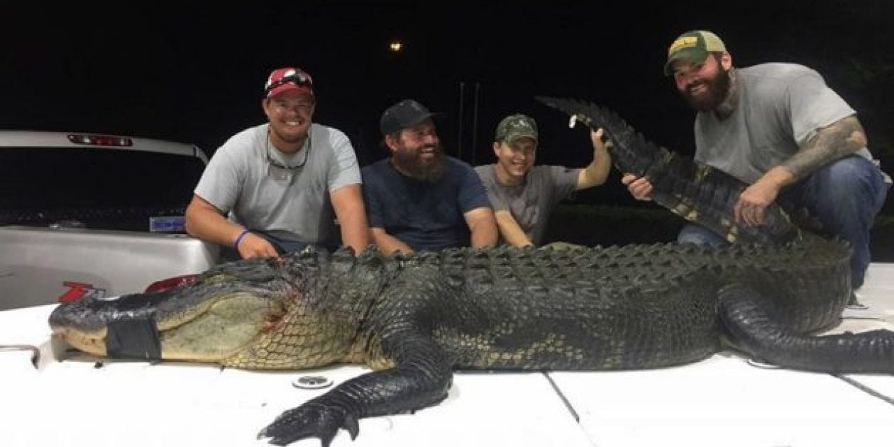 Pics: Florida Alligator Hunters Go Big on Opening Week
