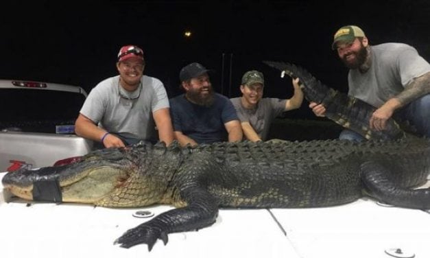 Pics: Florida Alligator Hunters Go Big on Opening Week