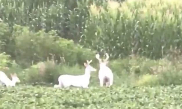 Rare Bachelor Group of Albino Bucks Caught on Video