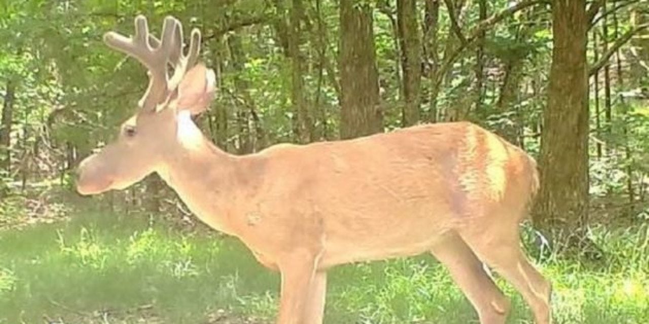 Rare ‘Bullwinkle Syndrome’ Deer Caught on Mississippi Trail Cam
