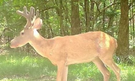 Rare ‘Bullwinkle Syndrome’ Deer Caught on Mississippi Trail Cam