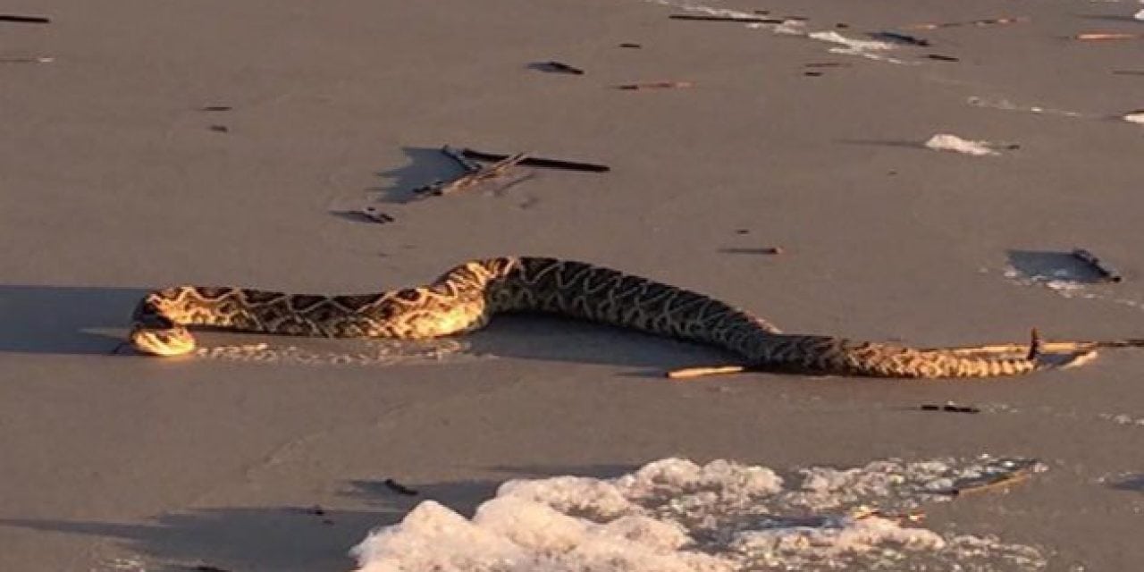 Rattlesnakes Can Swim? Rattler Wanders Ashore on Hilton Head, Couple Takes Video