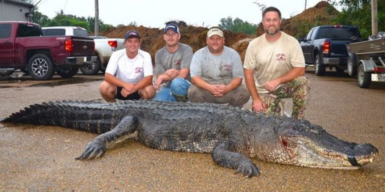 Record-Breaking Gator Caught in Mississippi