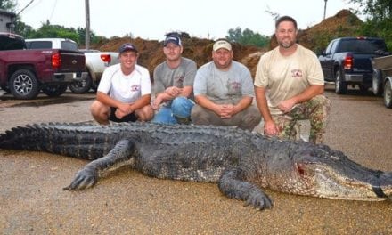 Record-Breaking Gator Caught in Mississippi