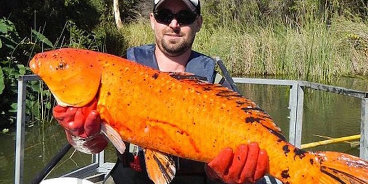 Released Pet Goldfish Growing into Monsters in the Australian Wild