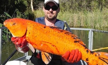 Released Pet Goldfish Growing into Monsters in the Australian Wild