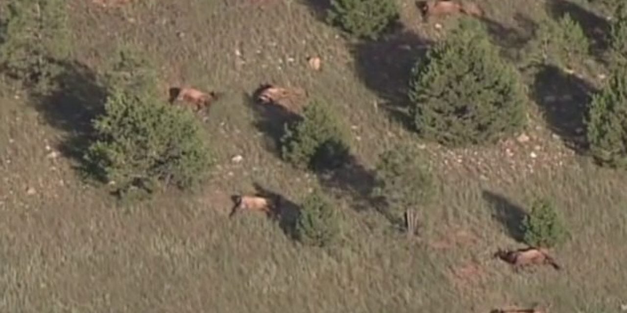 Remember When Nearly 100 New Mexico Elk Were Found Dead Days Before The Opener?