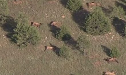 Remember When Nearly 100 New Mexico Elk Were Found Dead Days Before The Opener?