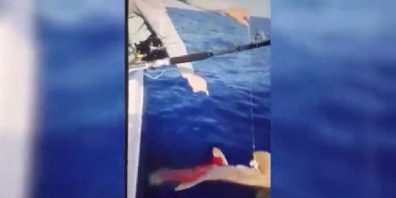 Shark Shooting Video Sparks Outrage, FWC Investigating