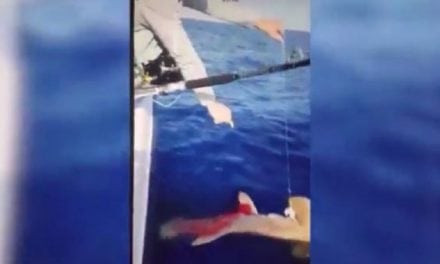 Shark Shooting Video Sparks Outrage, FWC Investigating