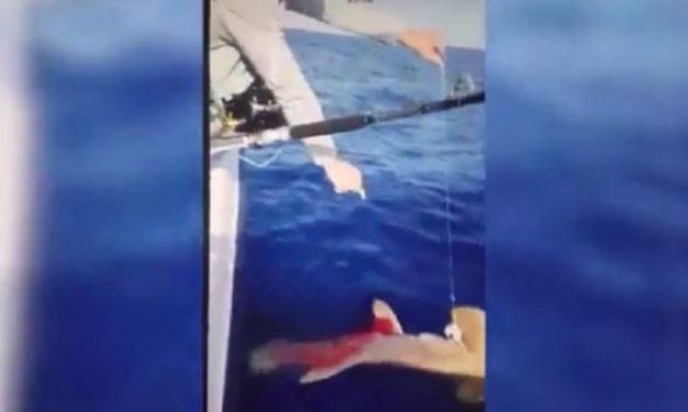 Shark Shooting Video Sparks Outrage, FWC Investigating
