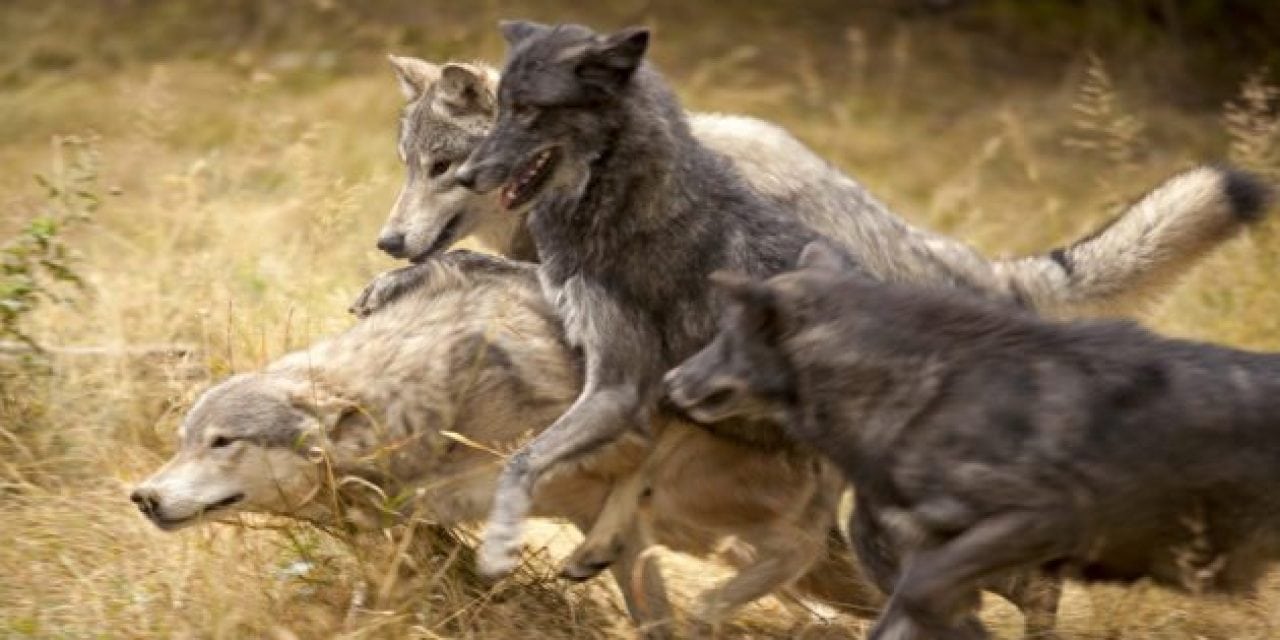 Strong Measures to be Taken by Washington Regarding Wolf Pack