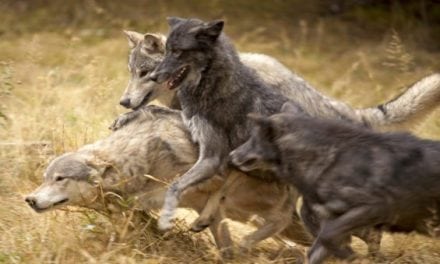 Strong Measures to be Taken by Washington Regarding Wolf Pack