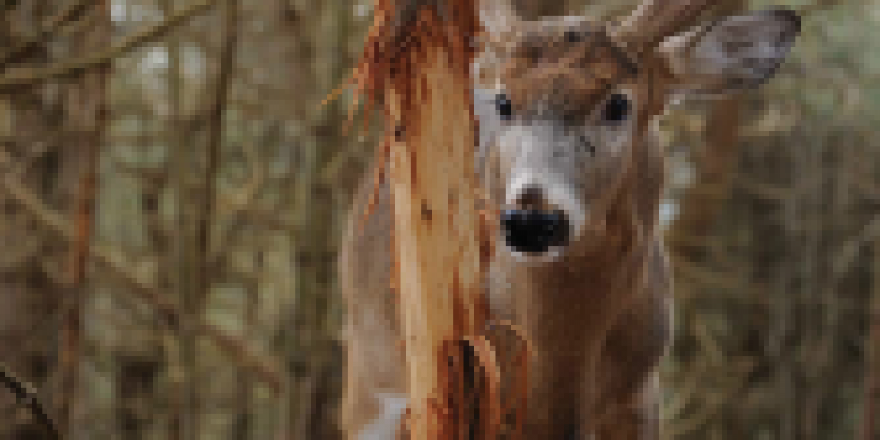 Survey: Rubs Beat Scrapes for the Best Deer Hunting Success