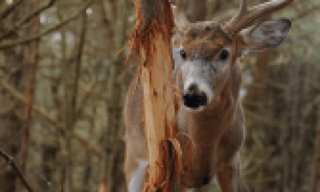 Survey: Rubs Beat Scrapes for the Best Deer Hunting Success
